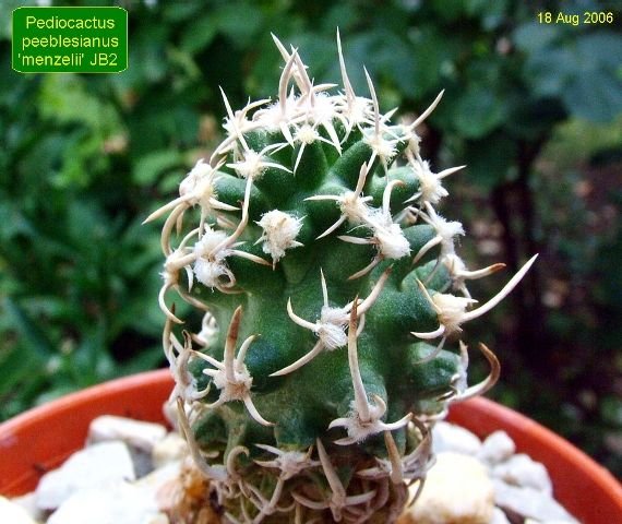 Pediocactus _peeblesianus 'menzelii' JB2 _06